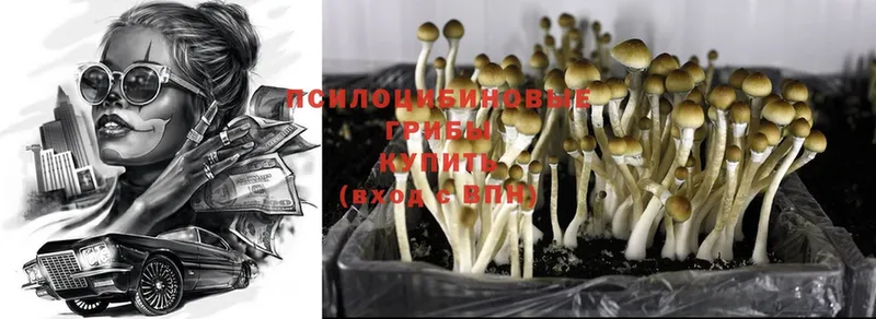 Галлюциногенные грибы Psilocybe  Безенчук 